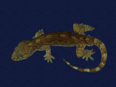 ƦƪԤBǦWG<em>Gekko hokouensis</em><br>W١Guc<br>^W١GHekou's gecko