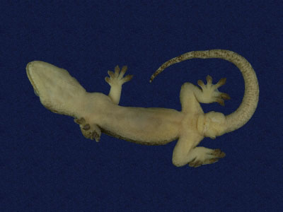 ƦƪԤBǦWG<em>Gekko hokouensis</em><br>W١Guc<br>^W١GHekou's gecko