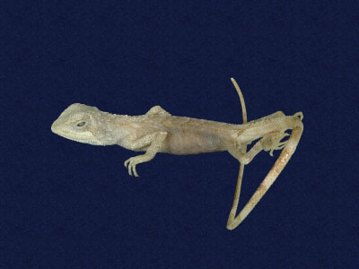 ƦƪԤBǦWG<em>Japalura polygonata xanthostoma</em><br>W١Gfkh<br>^W١GYellow-mouthed japalura