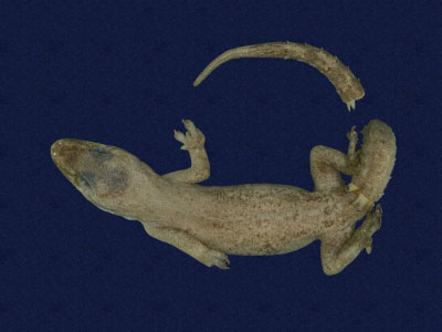 ƦƪԤBǦWG<em>Hemidactylus frenatus</em><br>W١G粪<br>^W١GCommon house gecko