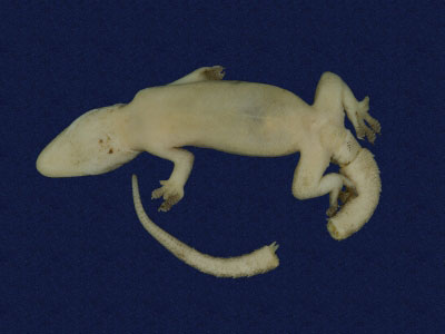 ƦƪԤBǦWG<em>Hemidactylus frenatus</em><br>W١G粪<br>^W١GCommon house gecko