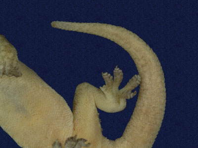 ƦƪԤBǦWG<em>Hemidactylus frenatus</em><br>W١G粪<br>^W١GCommon house gecko