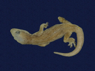 ƦƪԤBǦWG<em>Hemidactylus frenatus</em><br>W١G粪<br>^W١GCommon house gecko