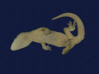 ƦƪԤBǦWG<em>Hemidactylus frenatus</em><br>W١G粪<br>^W١GCommon house gecko