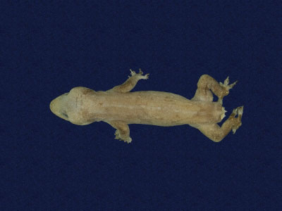 數位化物件拉丁學名:<em>Hemidactylus frenatus</em><br>中文名稱:蝎虎<br>英文名稱:Common house gecko
