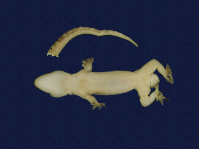 數位化物件拉丁學名:<em>Hemidactylus frenatus</em><br>中文名稱:蝎虎<br>英文名稱:Common house gecko
