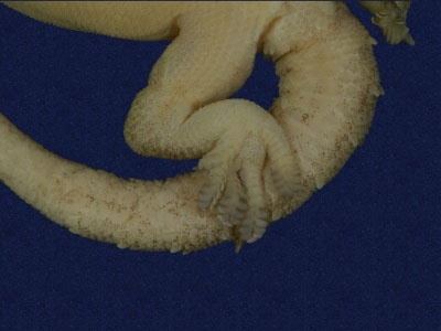 ƦƪԤBǦWG<em>Hemidactylus frenatus</em><br>W١G粪<br>^W١GCommon house gecko