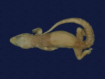 ƦƪԤBǦWG<em>Hemidactylus frenatus</em><br>W١G粪<br>^W١GCommon house gecko