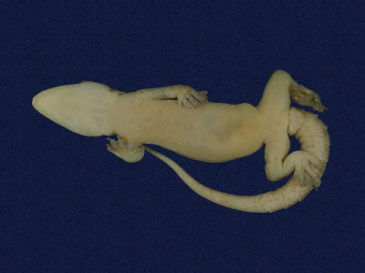 ƦƪԤBǦWG<em>Hemidactylus frenatus</em><br>W١G粪<br>^W١GCommon house gecko