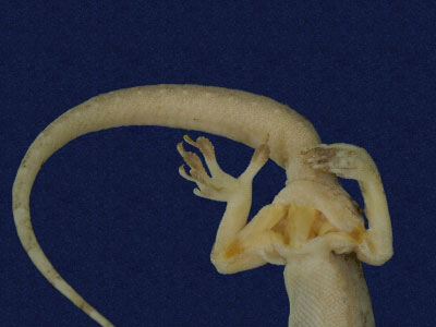 ƦƪԤBǦWG<em>Hemidactylus bowringii</em><br>W١GL粪<br>^W١GBowring's gecko