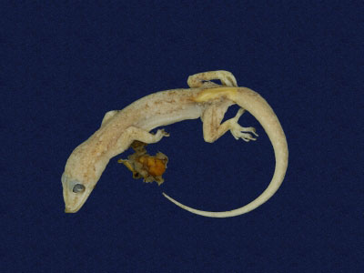 ƦƪԤBǦWG<em>Hemidactylus bowringii</em><br>W١GL粪<br>^W١GBowring's gecko