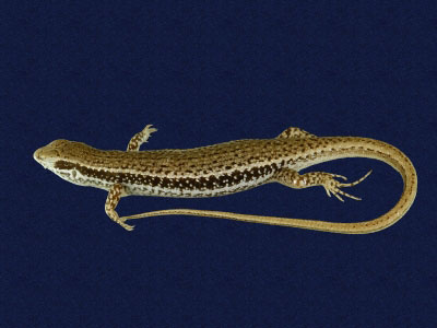 ƦƪԤBǦWG<em>Sphenomorphus indicus</em><br>W١GL׸h<br>^W١GIndian forest skink