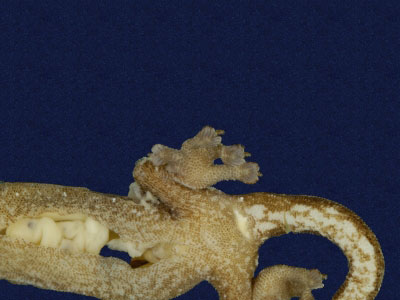 ƦƪԤBǦWG<em>Hemiphyllodactylus typus typus</em><br>W١Gbk粪<br>^W١GIndo-pacific tree gecko