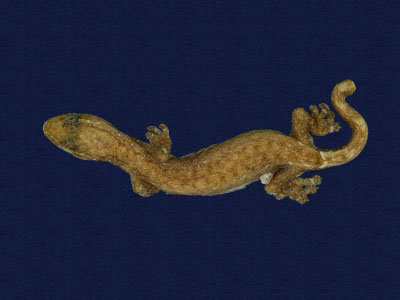 ƦƪԤBǦWG<em>Hemiphyllodactylus typus typus</em><br>W١Gbk粪<br>^W١GIndo-pacific tree gecko