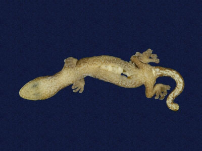 ƦƪԤBǦWG<em>Hemiphyllodactylus typus typus</em><br>W١Gbk粪<br>^W١GIndo-pacific tree gecko