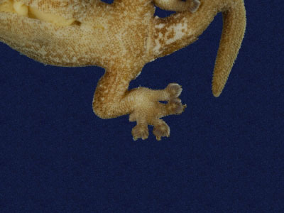 ƦƪԤBǦWG<em>Hemiphyllodactylus typus typus</em><br>W١Gbk粪<br>^W١GIndo-pacific tree gecko