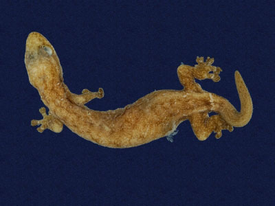 ƦƪԤBǦWG<em>Hemiphyllodactylus typus typus</em><br>W١Gbk粪<br>^W١GIndo-pacific tree gecko