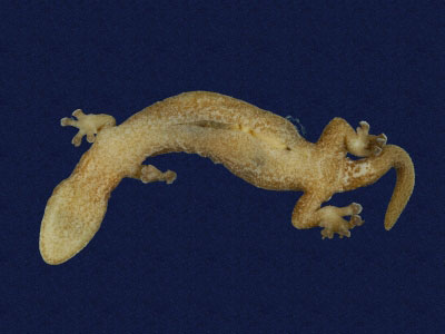 ƦƪԤBǦWG<em>Hemiphyllodactylus typus typus</em><br>W١Gbk粪<br>^W١GIndo-pacific tree gecko