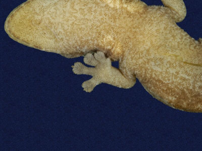 ƦƪԤBǦWG<em>Hemiphyllodactylus typus typus</em><br>W١Gbk粪<br>^W١GIndo-pacific tree gecko