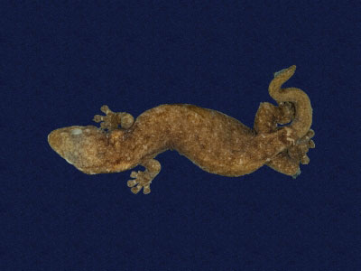 ƦƪԤBǦWG<em>Hemiphyllodactylus typus typus</em><br>W١Gbk粪<br>^W١GIndo-pacific tree gecko