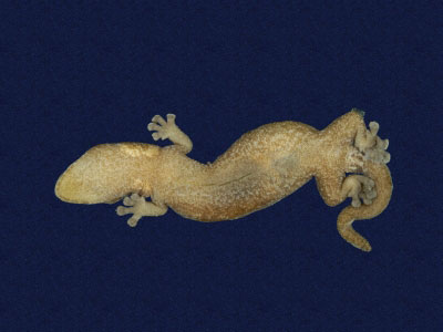 ƦƪԤBǦWG<em>Hemiphyllodactylus typus typus</em><br>W١Gbk粪<br>^W١GIndo-pacific tree gecko