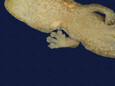 ƦƪԤBǦWG<em>Hemiphyllodactylus typus typus</em><br>W١Gbk粪<br>^W١GIndo-pacific tree gecko