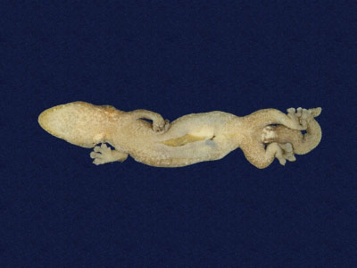 ƦƪԤBǦWG<em>Hemiphyllodactylus typus typus</em><br>W١Gbk粪<br>^W١GIndo-pacific tree gecko