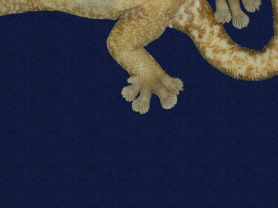 ƦƪԤBǦWG<em>Hemiphyllodactylus typus typus</em><br>W١Gbk粪<br>^W١GIndo-pacific tree gecko