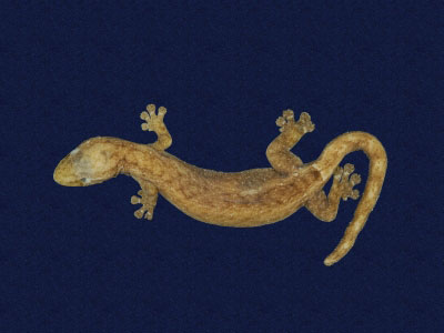 ƦƪԤBǦWG<em>Hemiphyllodactylus typus typus</em><br>W١Gbk粪<br>^W١GIndo-pacific tree gecko