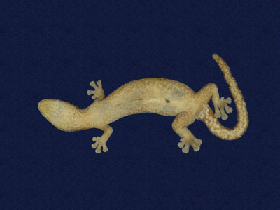 ƦƪԤBǦWG<em>Hemiphyllodactylus typus typus</em><br>W١Gbk粪<br>^W١GIndo-pacific tree gecko