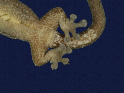 ƦƪԤBǦWG<em>Hemiphyllodactylus typus typus</em><br>W١Gbk粪<br>^W١GIndo-pacific tree gecko