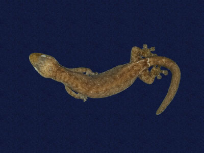 ƦƪԤBǦWG<em>Hemiphyllodactylus typus typus</em><br>W١Gbk粪<br>^W١GIndo-pacific tree gecko