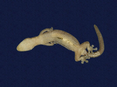 ƦƪԤBǦWG<em>Hemiphyllodactylus typus typus</em><br>W١Gbk粪<br>^W١GIndo-pacific tree gecko