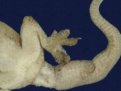 ƦƪԤBǦWG<em>Hemidactylus frenatus</em><br>W١G粪<br>^W١GCommon house gecko