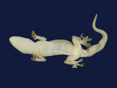 ƦƪԤBǦWG<em>Hemidactylus frenatus</em><br>W١G粪<br>^W١GCommon house gecko