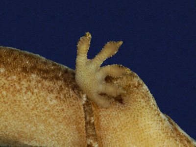 ƦƪԤBǦWG<em>Gekko hokouensis</em><br>W١Guc<br>^W١GHekou's gecko