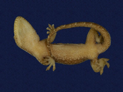 ƦƪԤBǦWG<em>Gekko hokouensis</em><br>W١Guc<br>^W١GHekou's gecko