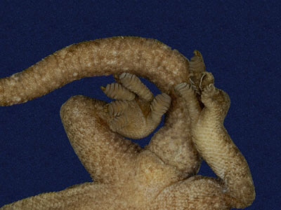 ƦƪԤBǦWG<em>Gekko hokouensis</em><br>W١Guc<br>^W١GHekou's gecko