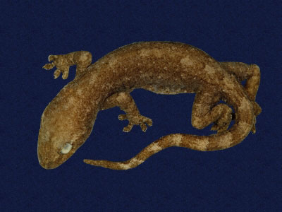 ƦƪԤBǦWG<em>Gekko hokouensis</em><br>W١Guc<br>^W١GHekou's gecko