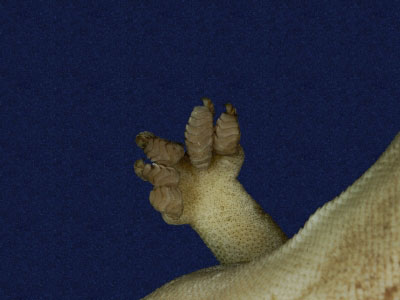 ƦƪԤBǦWG<em>Gekko hokouensis</em><br>W١Guc<br>^W١GHekou's gecko