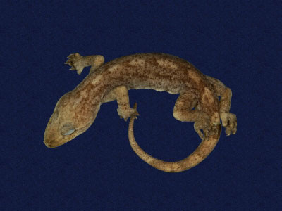 ƦƪԤBǦWG<em>Gekko hokouensis</em><br>W١Guc<br>^W١GHekou's gecko