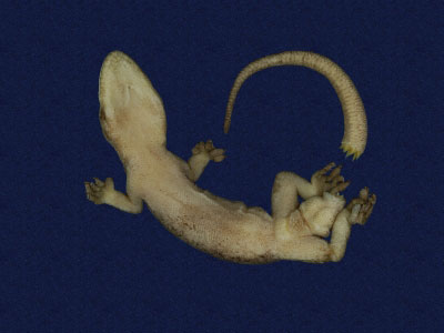 ƦƪԤBǦWG<em>Gekko hokouensis</em><br>W١Guc<br>^W١GHekou's gecko