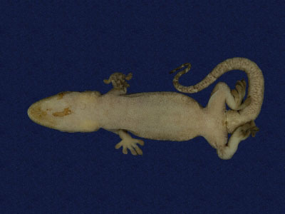 ƦƪԤBǦWG<em>Gekko hokouensis</em><br>W١Guc<br>^W١GHekou's gecko