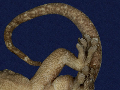 ƦƪԤBǦWG<em>Gekko hokouensis</em><br>W١Guc<br>^W١GHekou's gecko