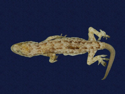 ƦƪԤBǦWG<em>Hemidactylus bowringii</em><br>W١GL粪<br>^W١GBowring's gecko