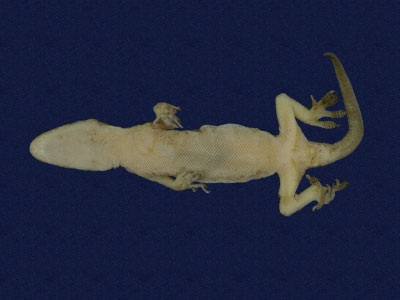 ƦƪԤBǦWG<em>Hemidactylus bowringii</em><br>W١GL粪<br>^W١GBowring's gecko