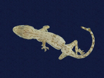 ƦƪԤBǦWG<em>Hemidactylus frenatus</em><br>W١G粪<br>^W١GCommon house gecko