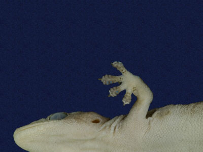 ƦƪԤBǦWG<em>Hemidactylus frenatus</em><br>W١G粪<br>^W١GCommon house gecko