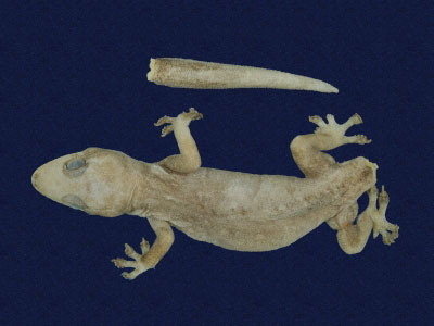 ƦƪԤBǦWG<em>Hemidactylus frenatus</em><br>W١G粪<br>^W١GCommon house gecko