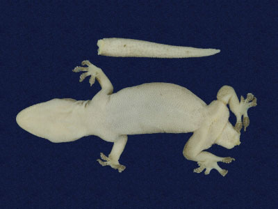 ƦƪԤBǦWG<em>Hemidactylus frenatus</em><br>W١G粪<br>^W١GCommon house gecko